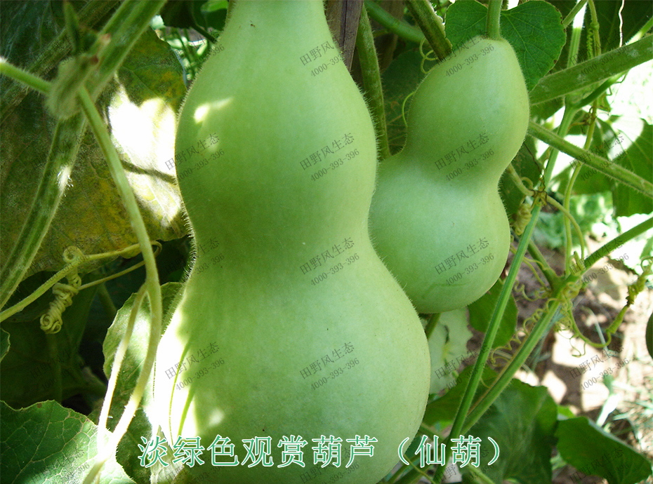 3淡绿色观赏葫芦（仙葫）