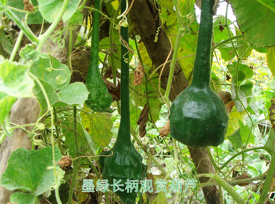 4墨绿长柄观赏葫芦