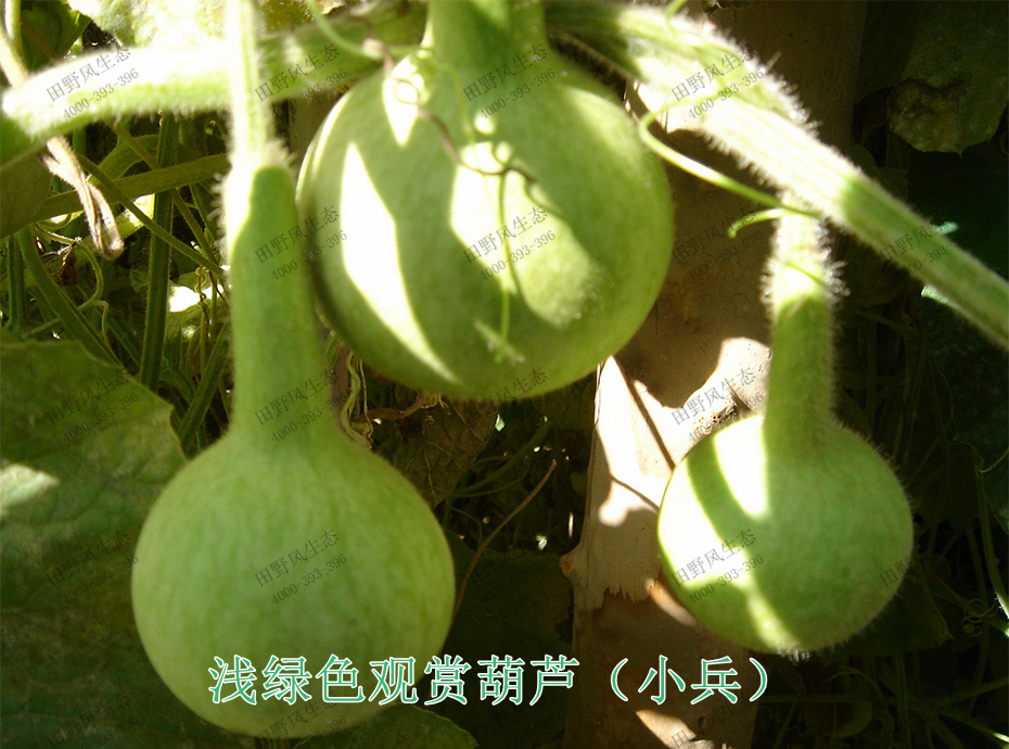 5浅绿色观赏葫芦（小兵）