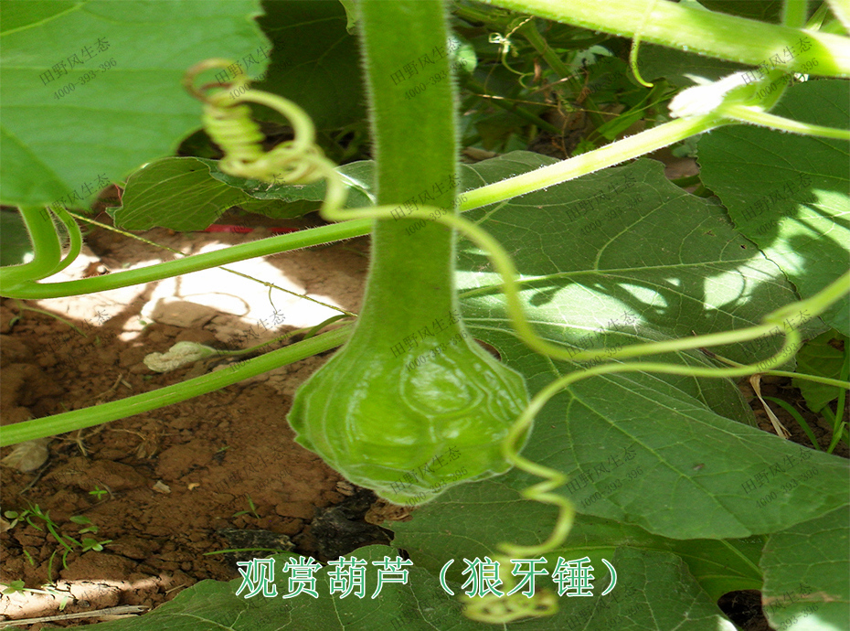 6观赏葫芦（狼牙锤）