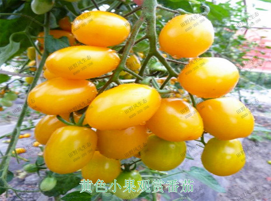 2黄色小果观赏番茄