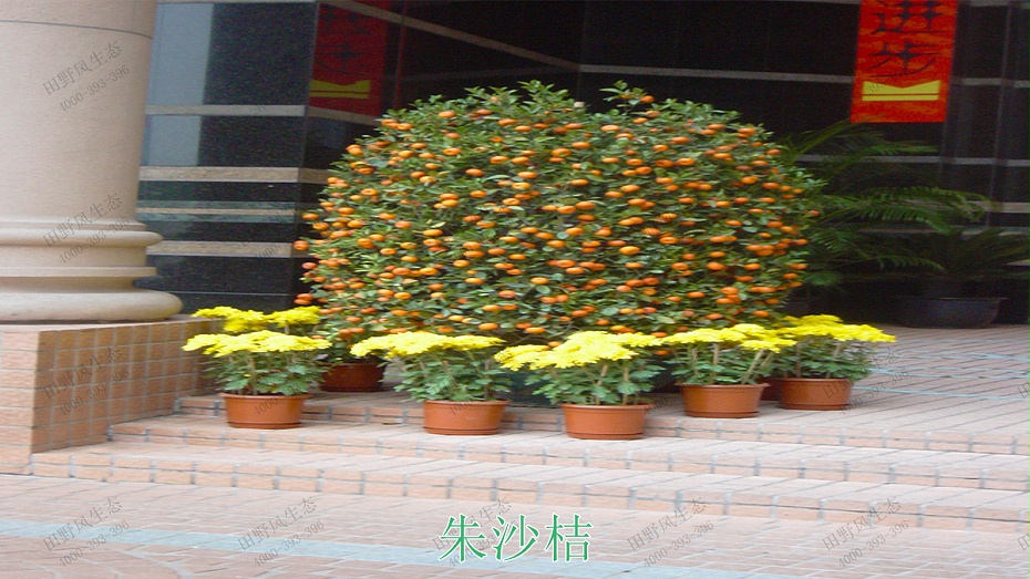 4朱沙桔