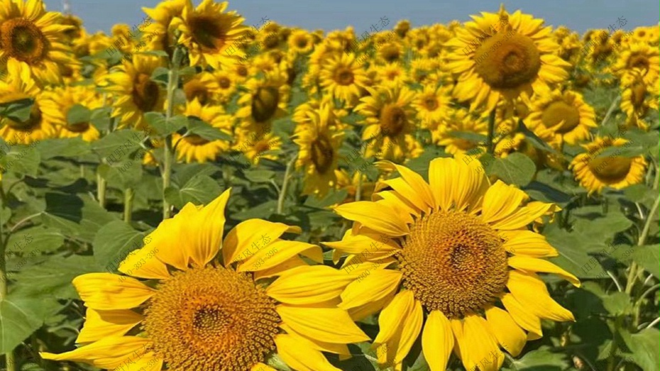 花盆栽花种