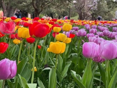 几月适合播种花种子