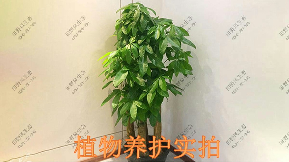 广东美的集团植物养护案例