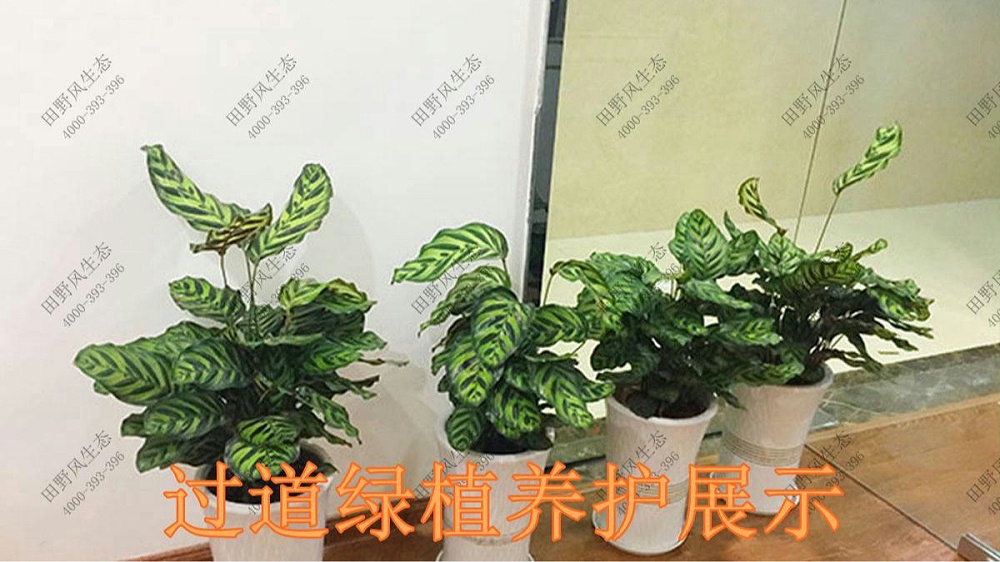广东美的集团植物养护案例