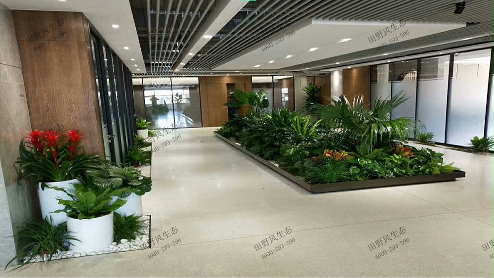 大堂绿植租赁