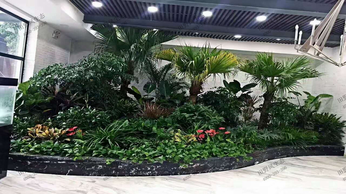 会议室绿植租摆