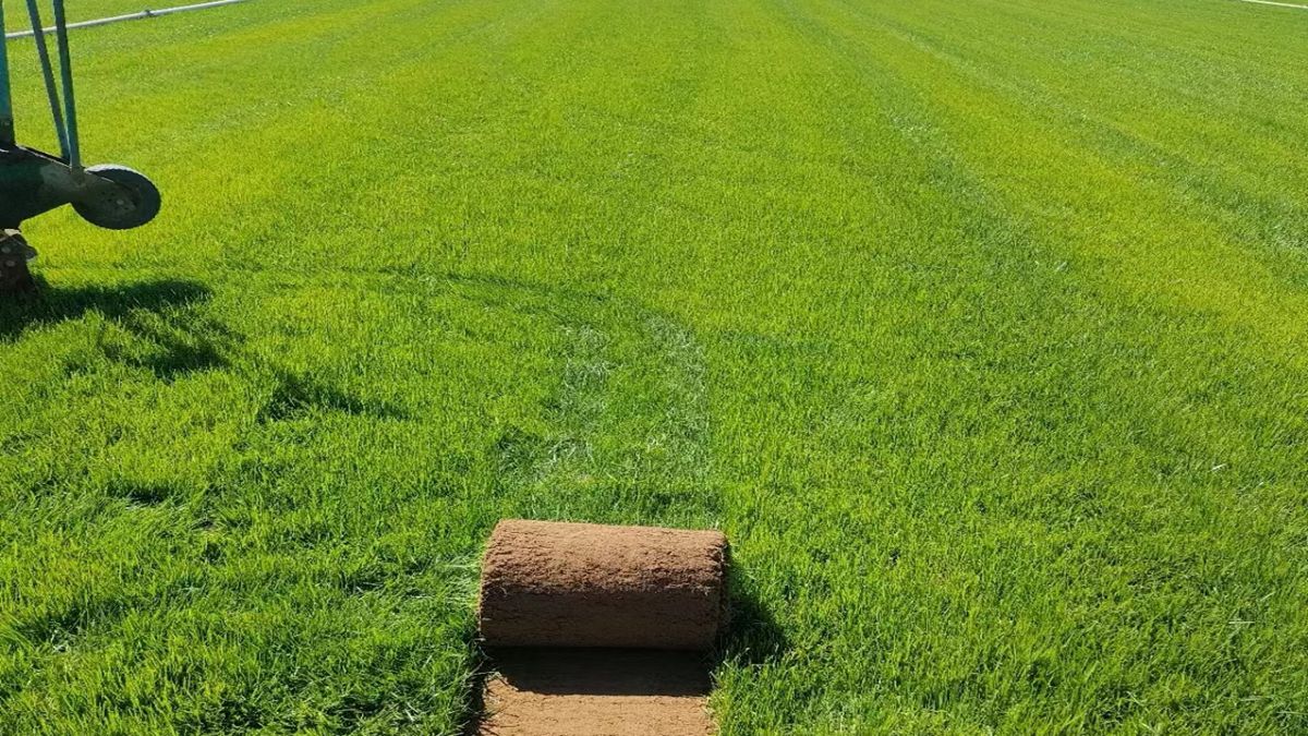 草种批发
