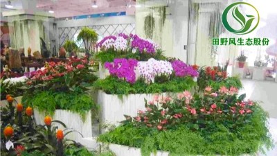 植物租摆-让生活走进自然