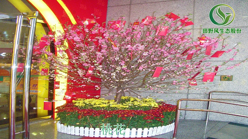桃花购买批发,桃花盆栽