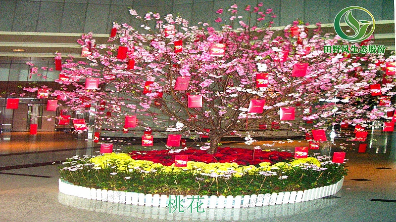 桃花购买批发,桃花盆栽