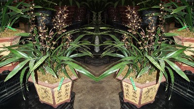 墨兰