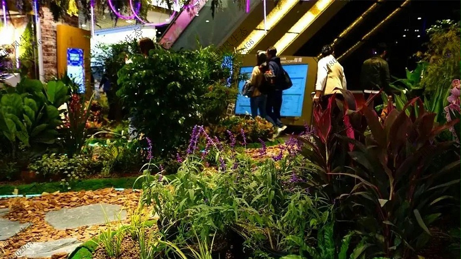 室内植物租摆