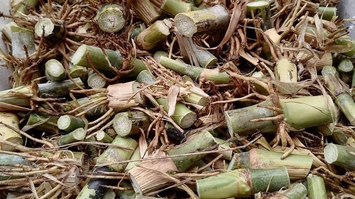 皇竹草种节