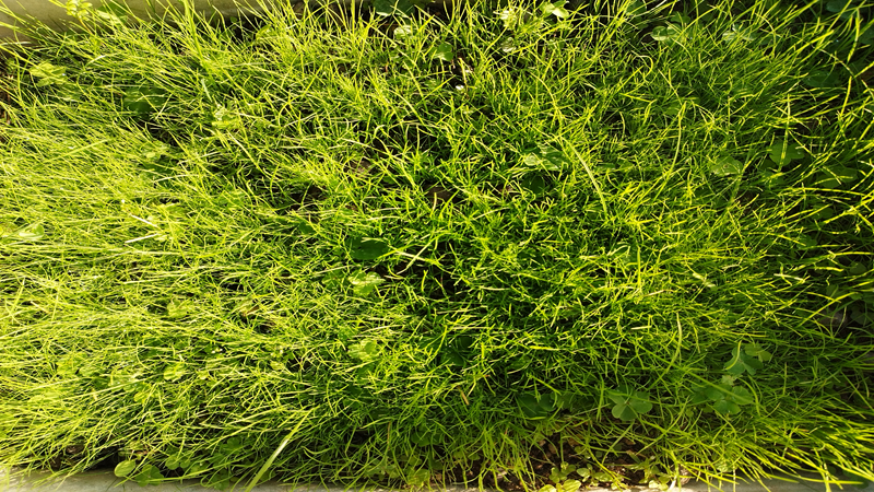 草种子