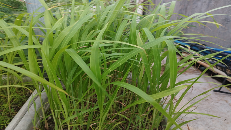 草种子