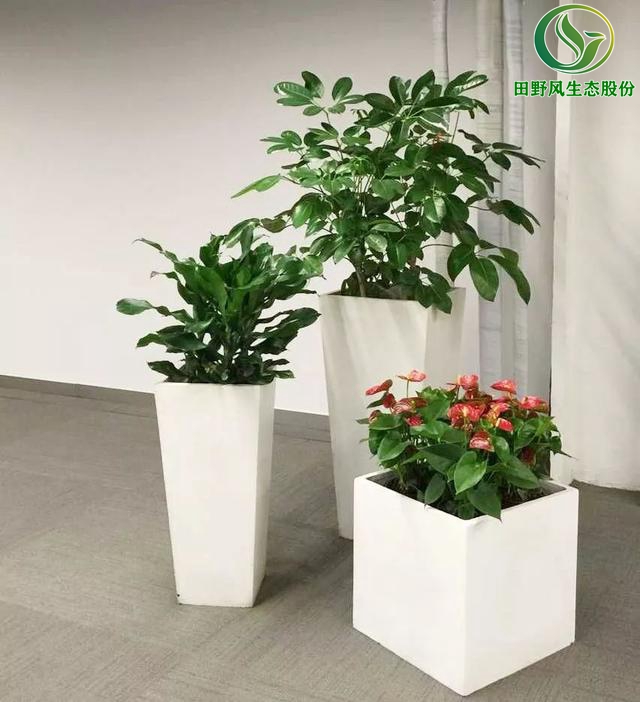 办公室植物租摆,植物出租