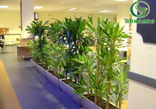 办公室植物租摆,植物出租