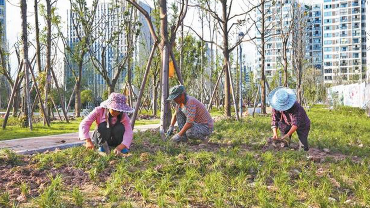 室外树木养护补植，大树养护