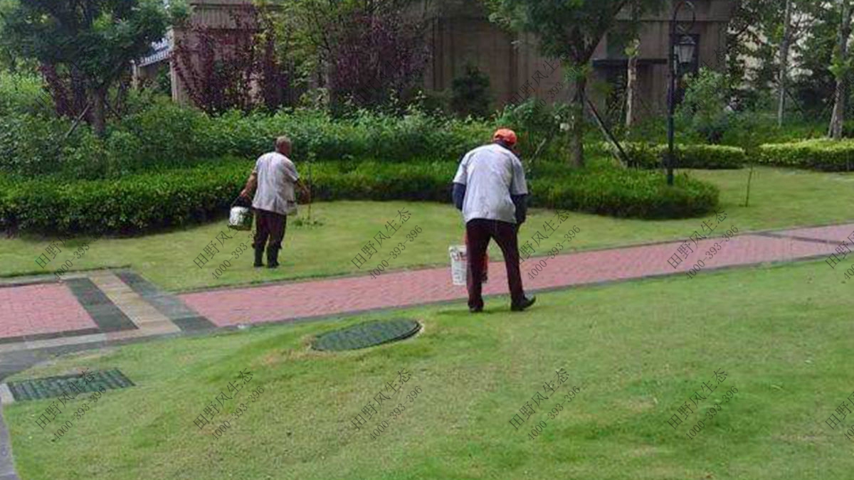 小区草坪养护,草地养护