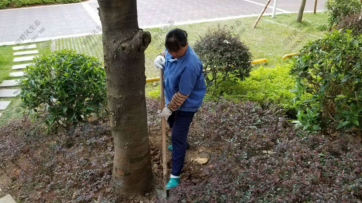 小区草坪养护,草地养护