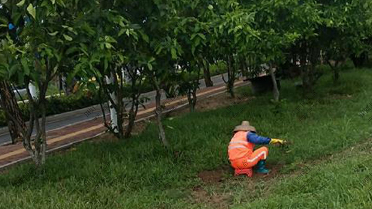 小区绿植养护,小区植物养护