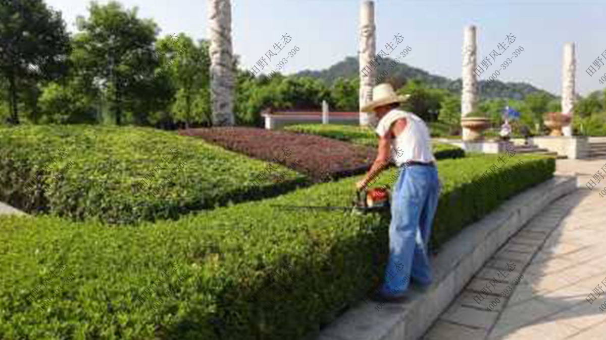 小区绿植养护,小区植物养护