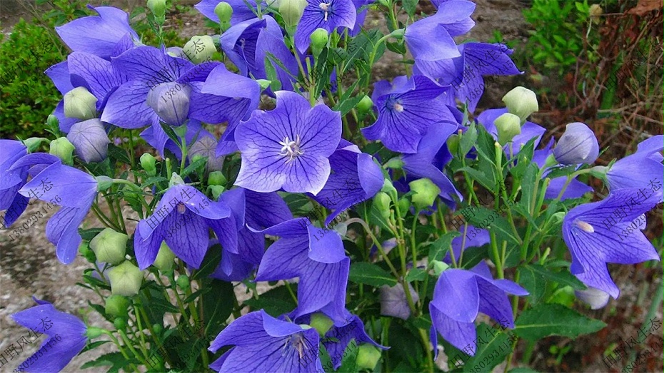 花种四季室外易活