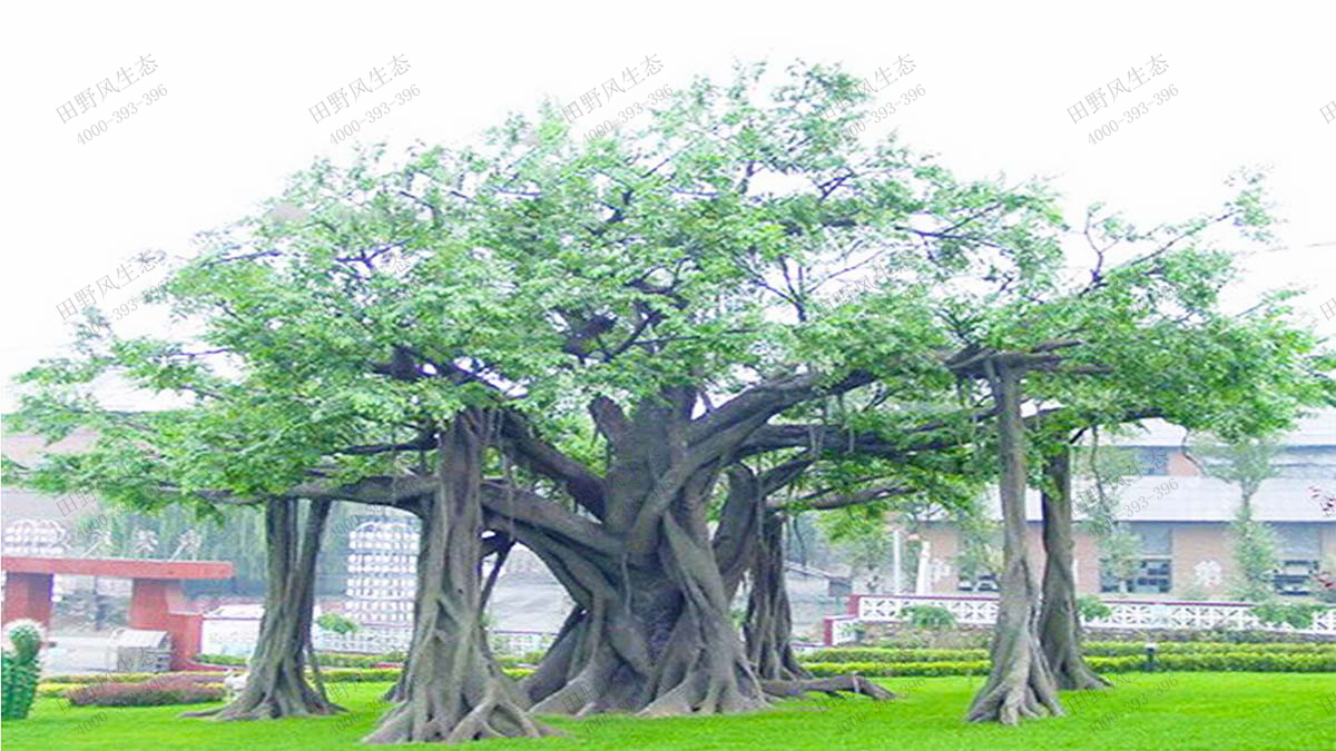 13造型景观大叶榕