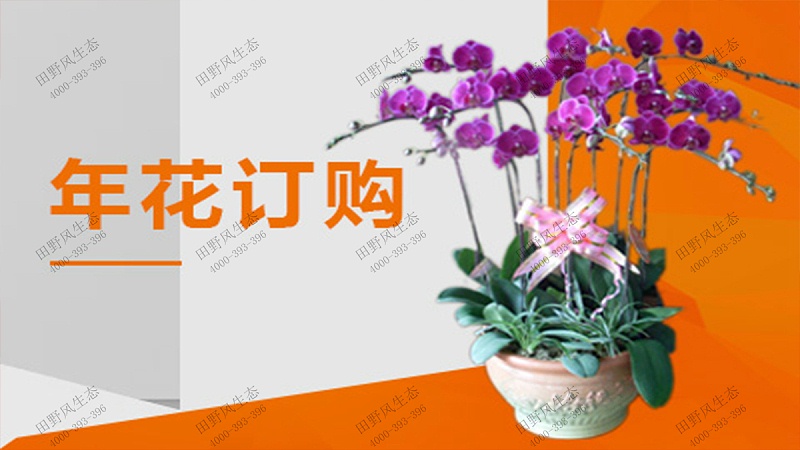 年花订购,广州年花采购