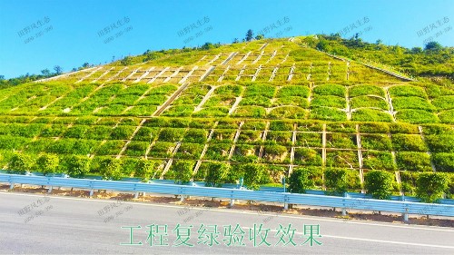 包茂高速高州段高速公路边坡喷播工程