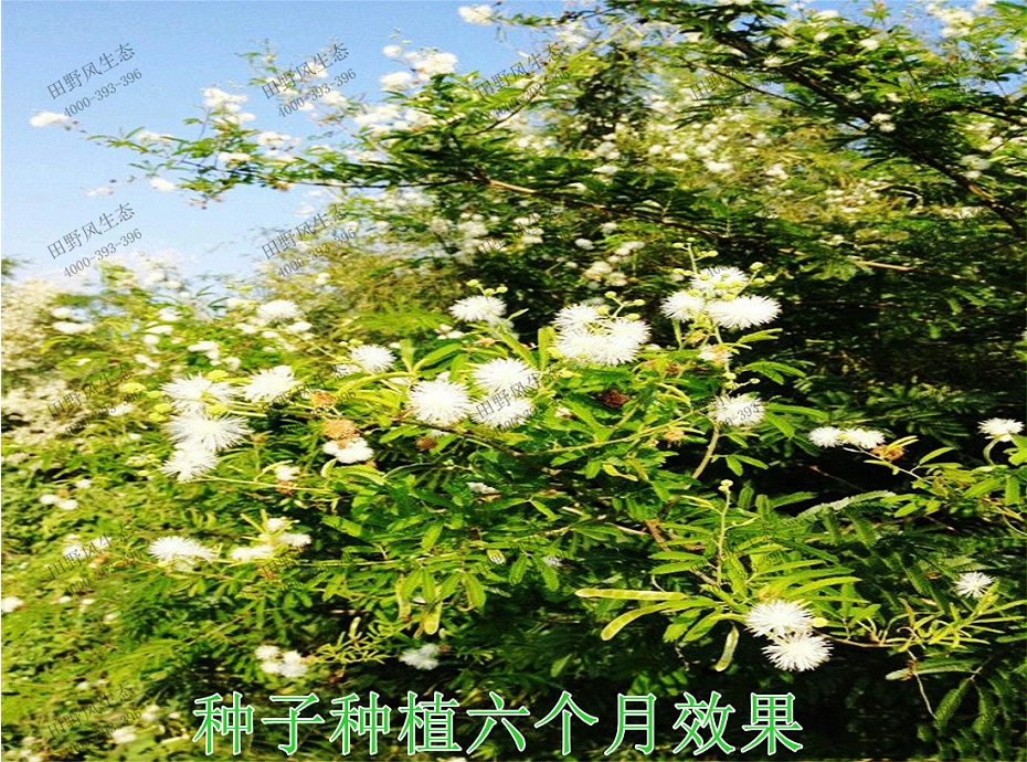 5种子种植6个月效果