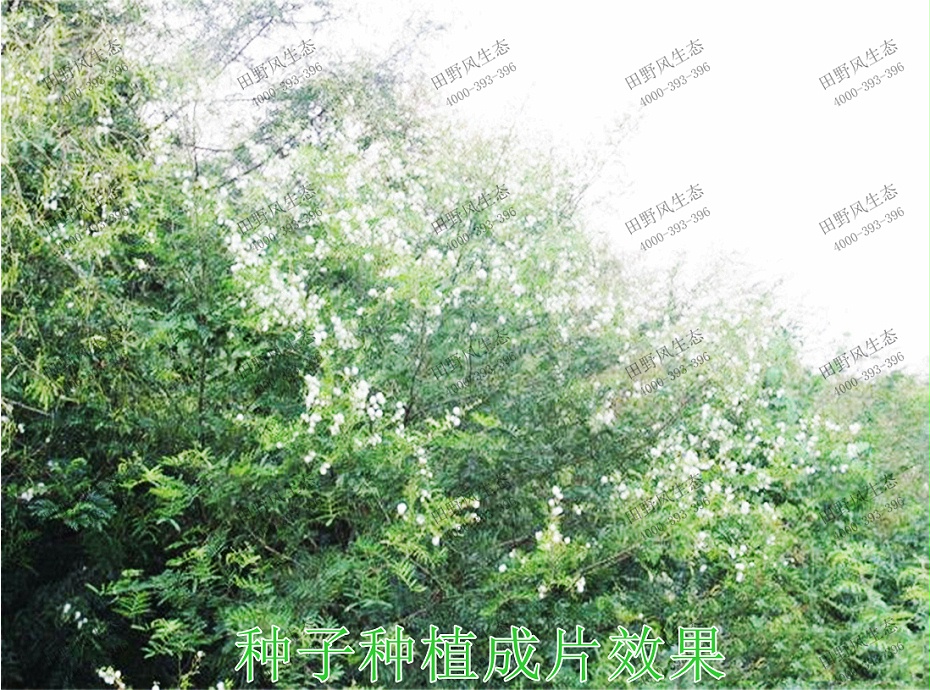 6种子种植成片效果