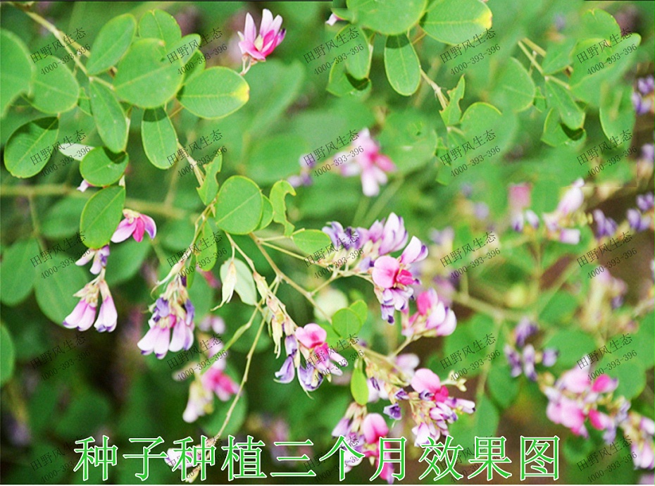 4种子种植3个月效果图