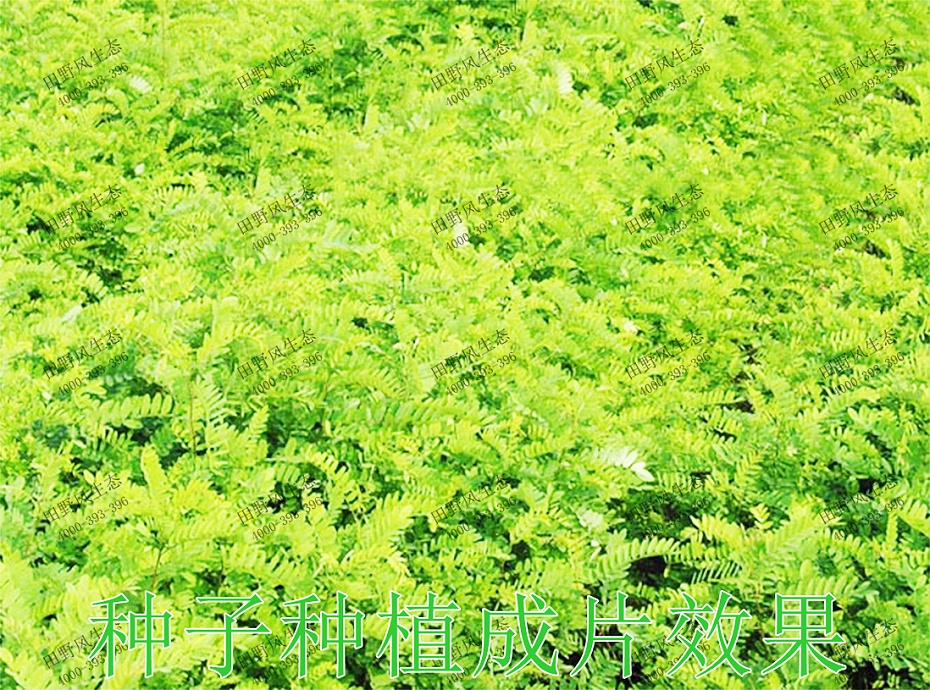5种子种植成片效果