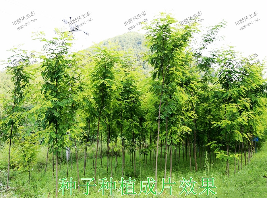 6种子种植成片效果