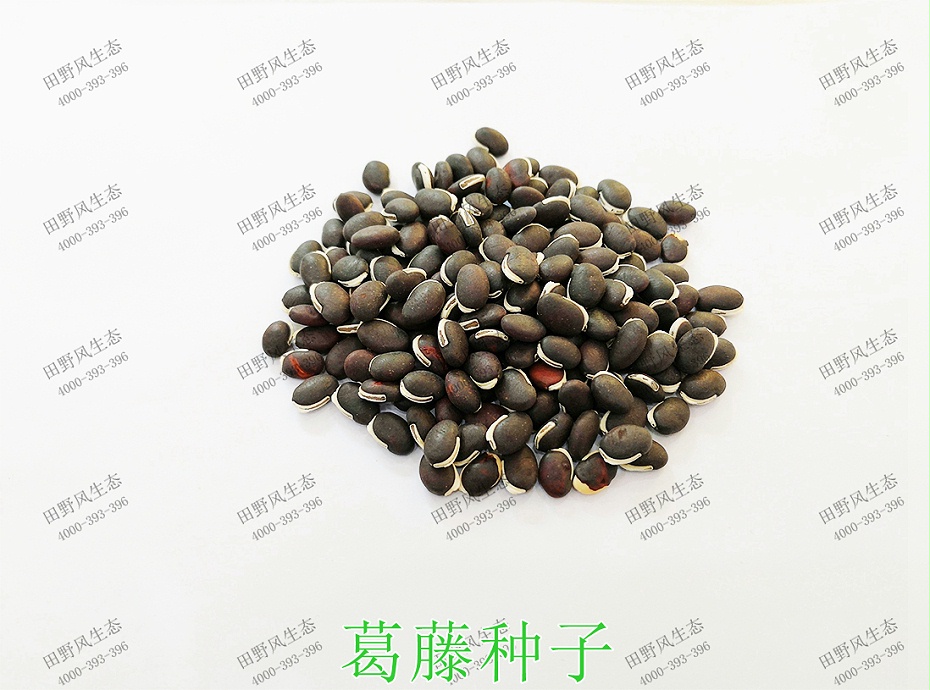 1葛藤种子