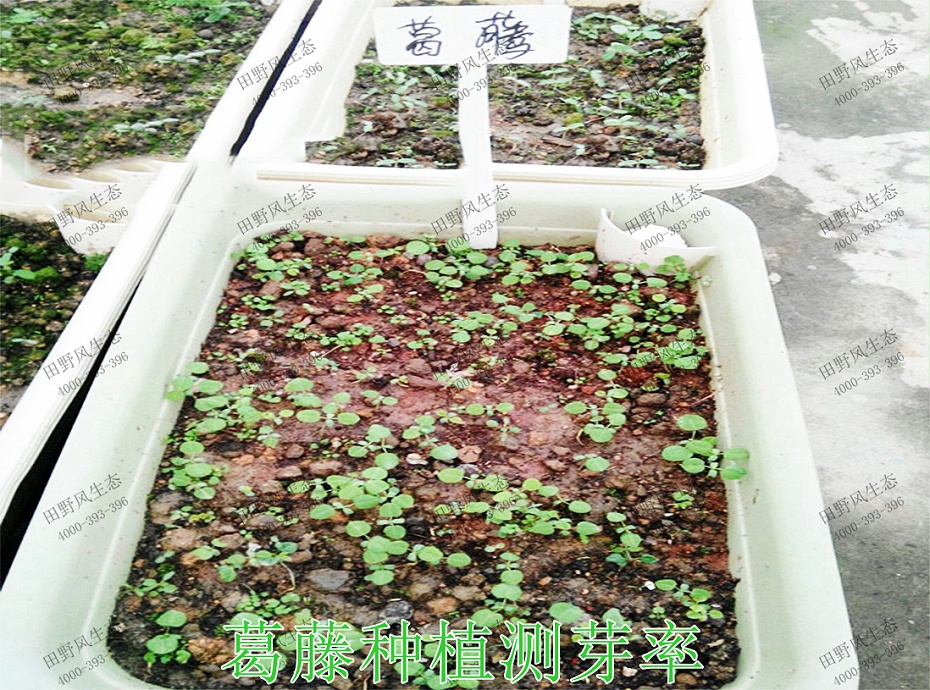 3葛藤种植测芽率