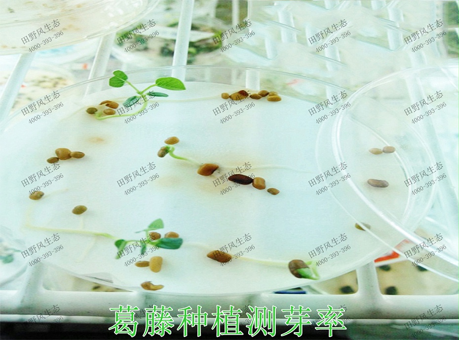 4葛藤种植测芽率