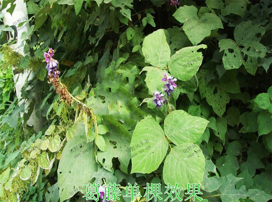 5葛藤单棵效果