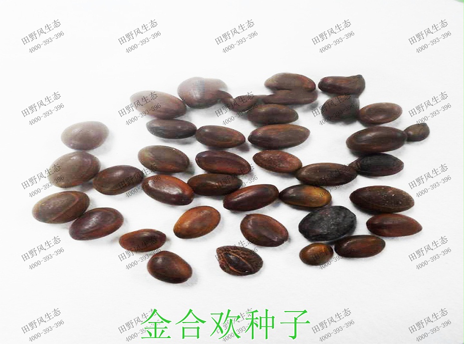 1金合欢种子产品原图