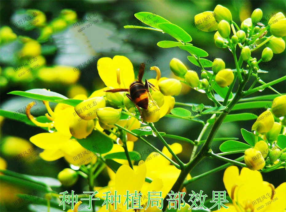 2种子种植局部效果