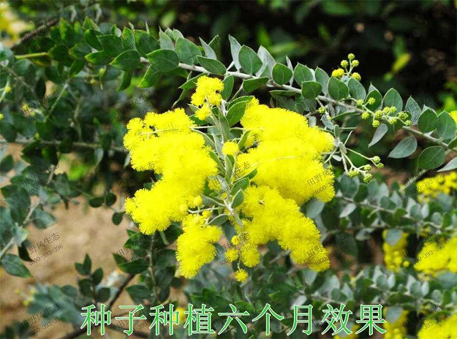 3种子种植6个月效果