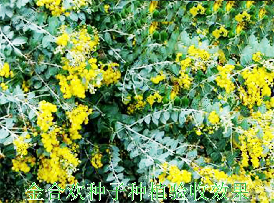 4金合欢种子种植验收效果