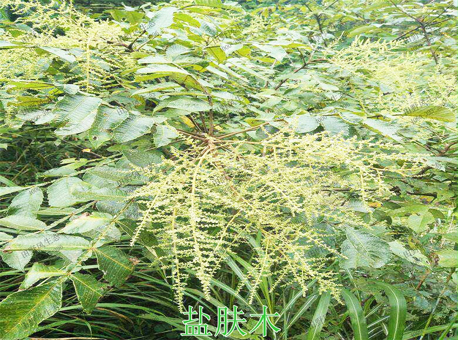 5盐肤木