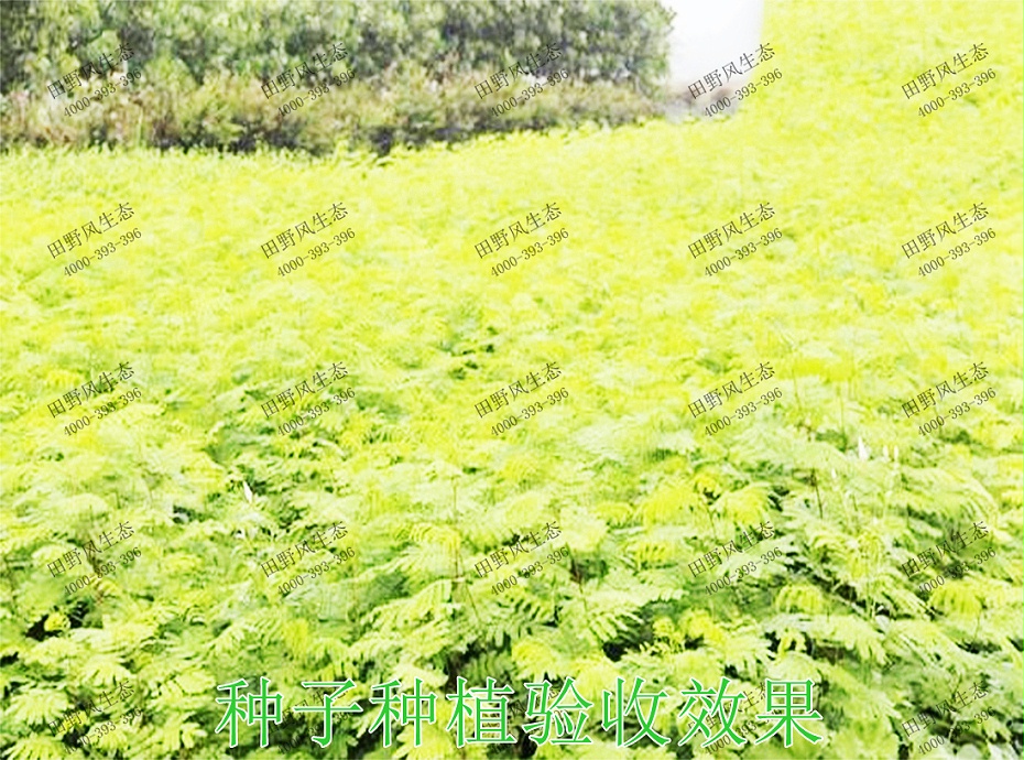 6种子种植验收效果