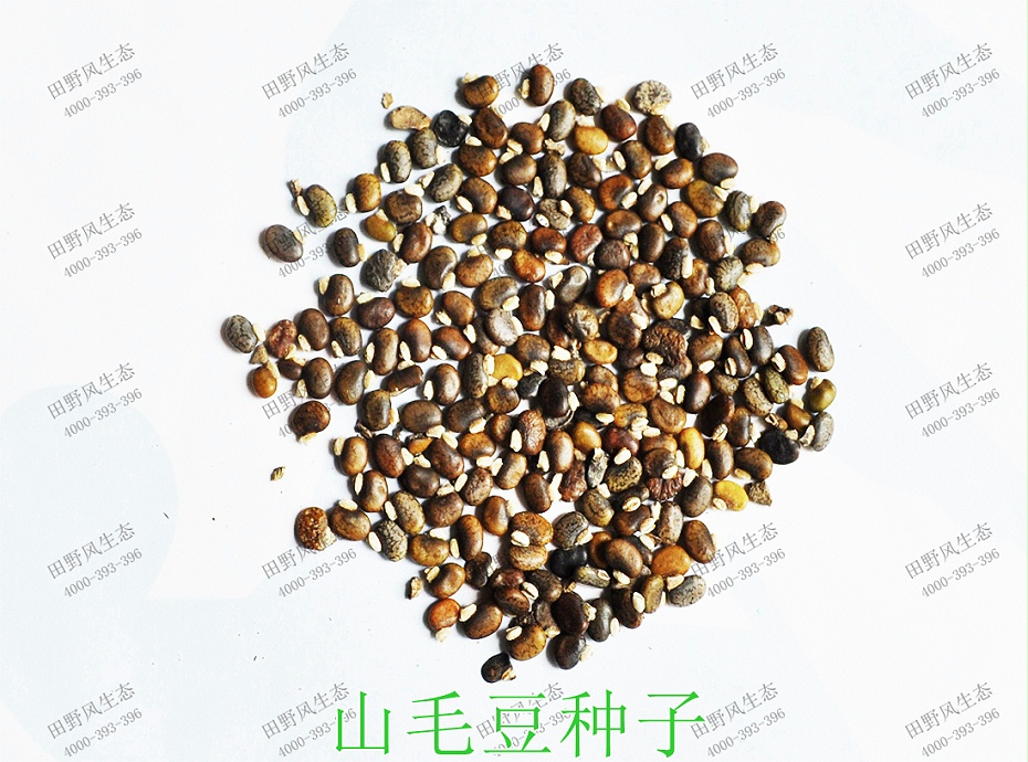 1山毛豆种子