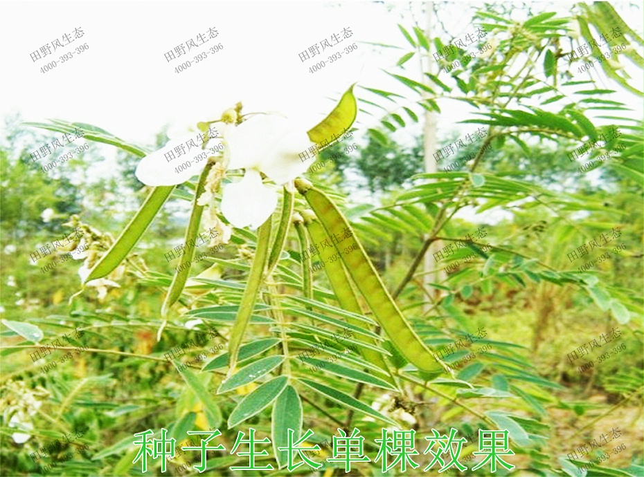 3种子生长单棵效果