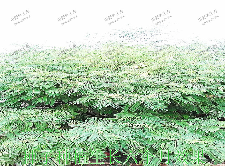 4种子种植生长6个月效果